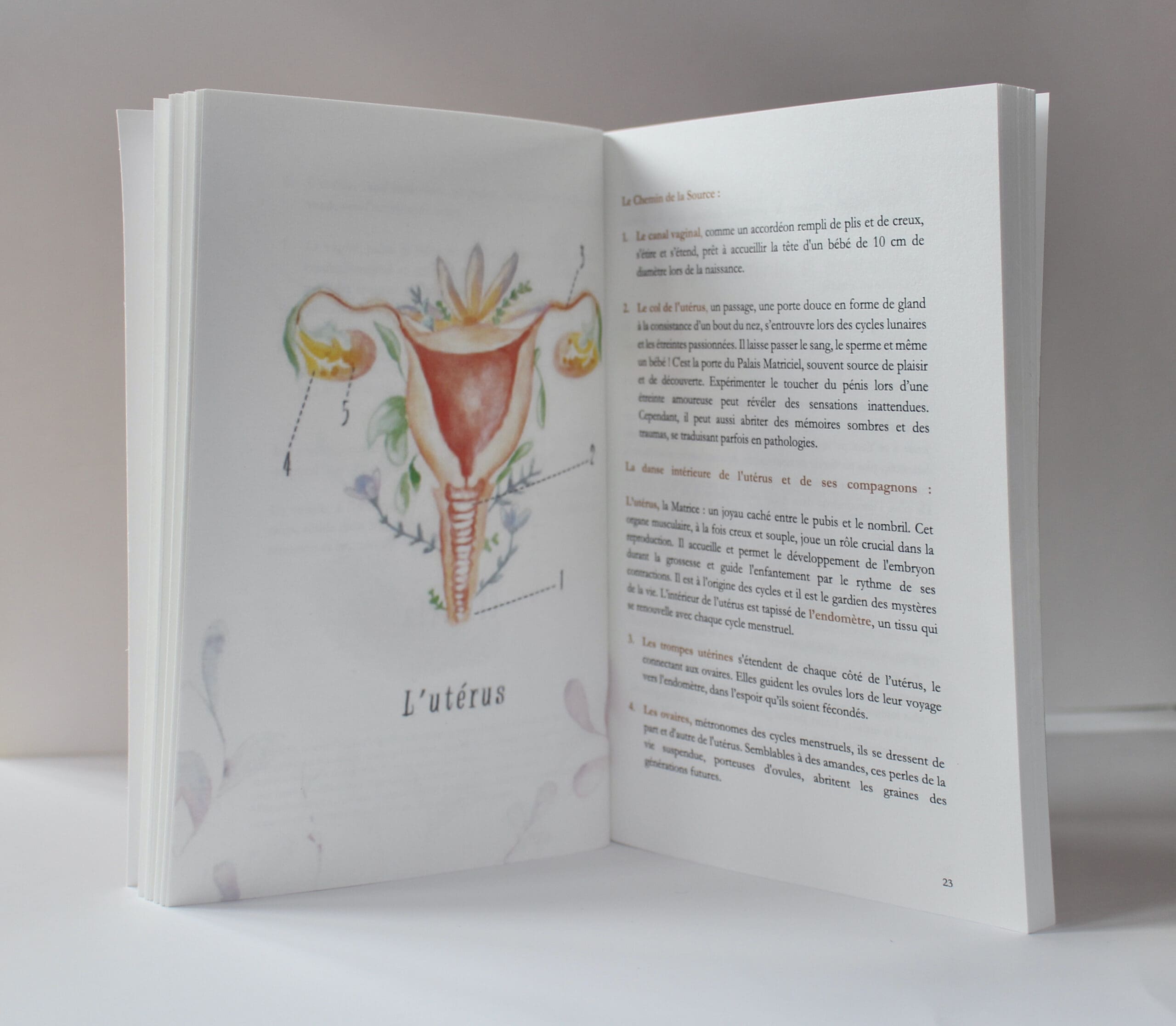 "Mon petit manuel du Yoni Steam" par Lucie Nivel, éditions Feminae Essentia 2024 - Image 2